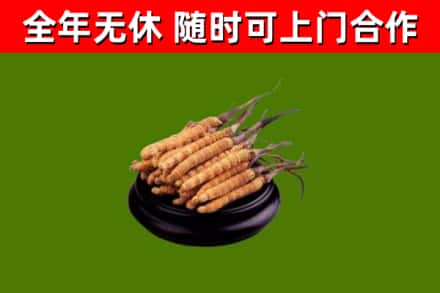 古田县烟酒回收冬虫夏草.jpg